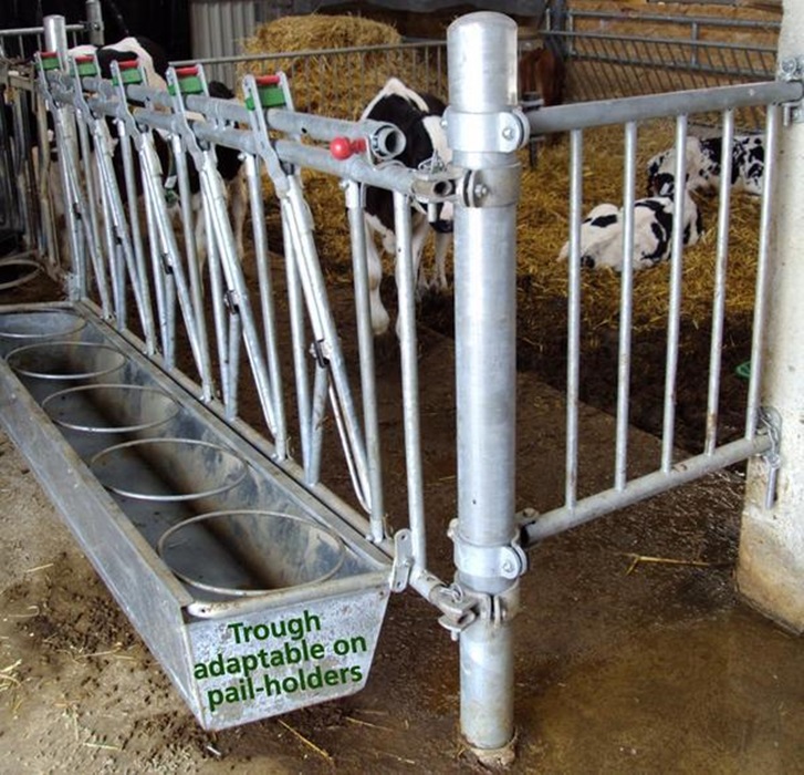 Fanfront kalv, Topcalf