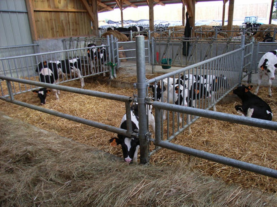 Front til kalv, Topcalf