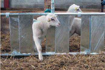 Lammegjømme for lam