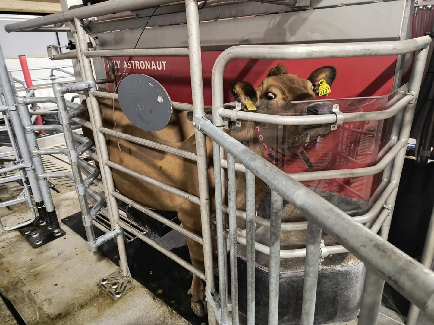 Lely A4 melkerobot hos May Sissel og Sveinar Vadla i Årdal, februar 2025