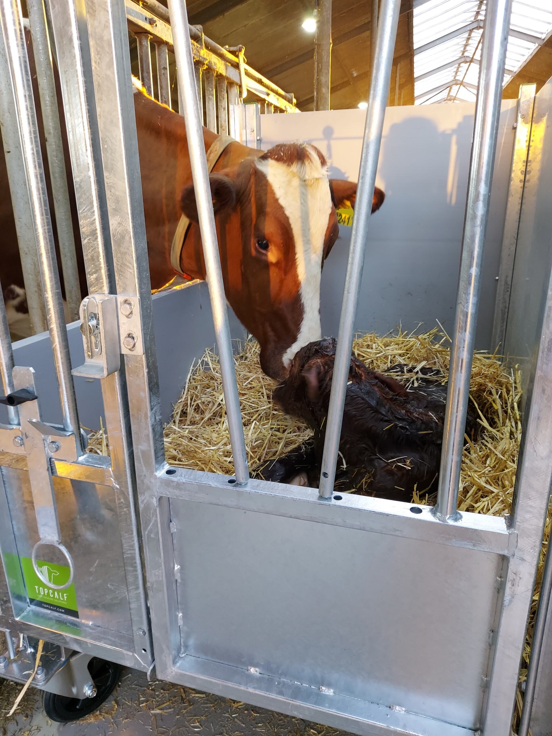 Topcalf, kalveinnredning