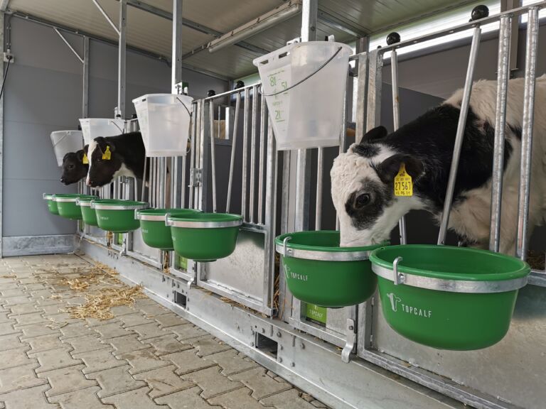 Top Calf, kalveinnredning