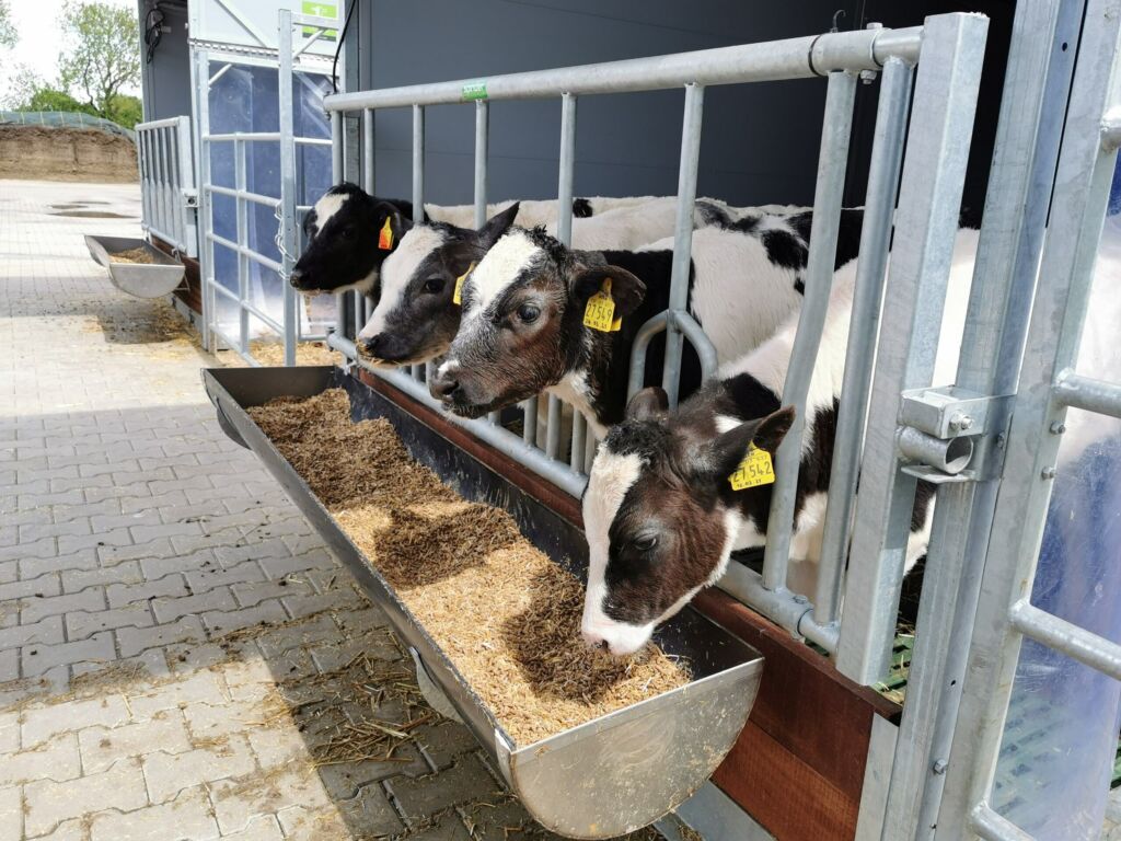 Topcalf, kalveinnredning