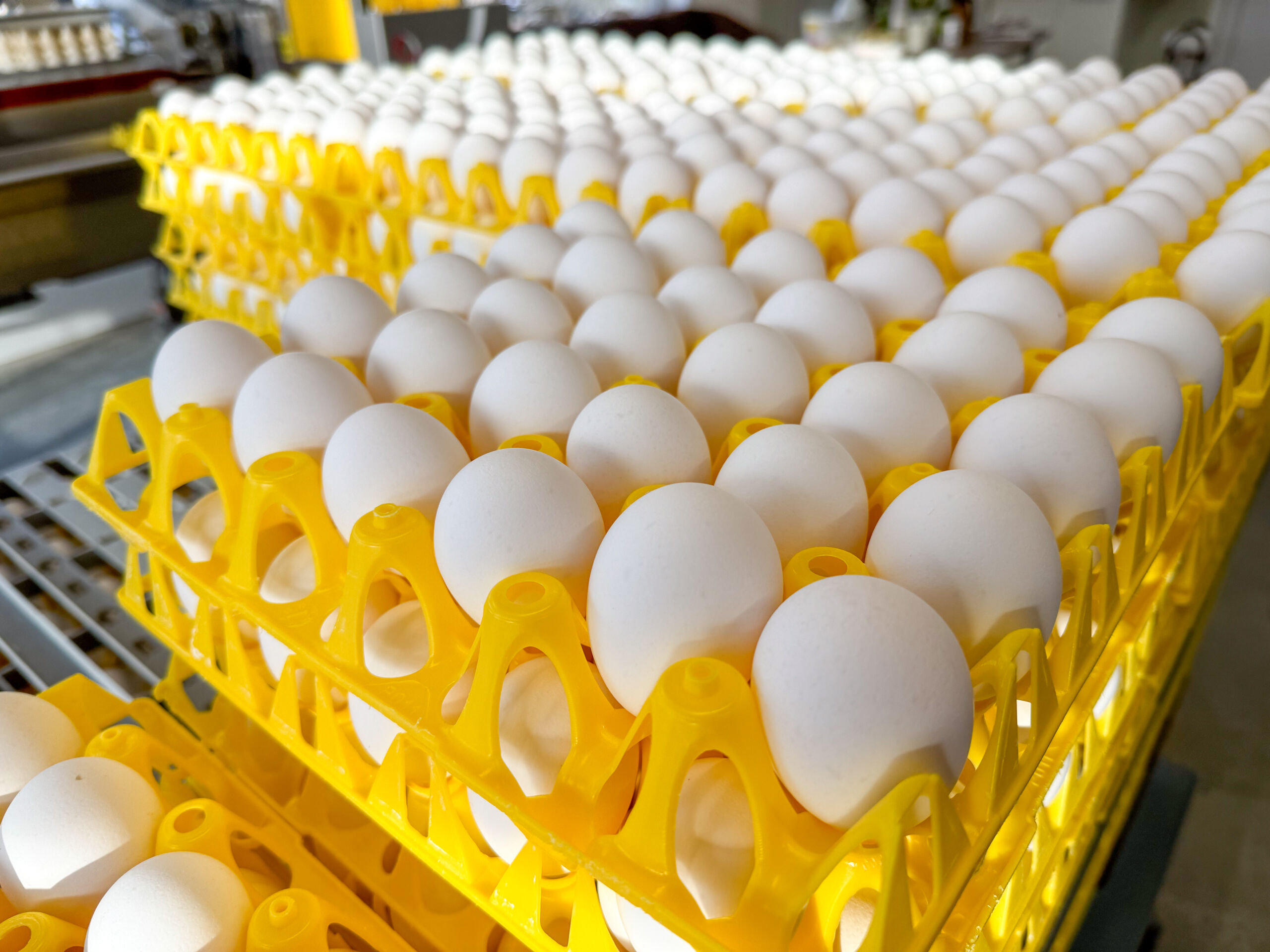 Brekka gård, Vassbygda i Stjørdal. Mars 2025