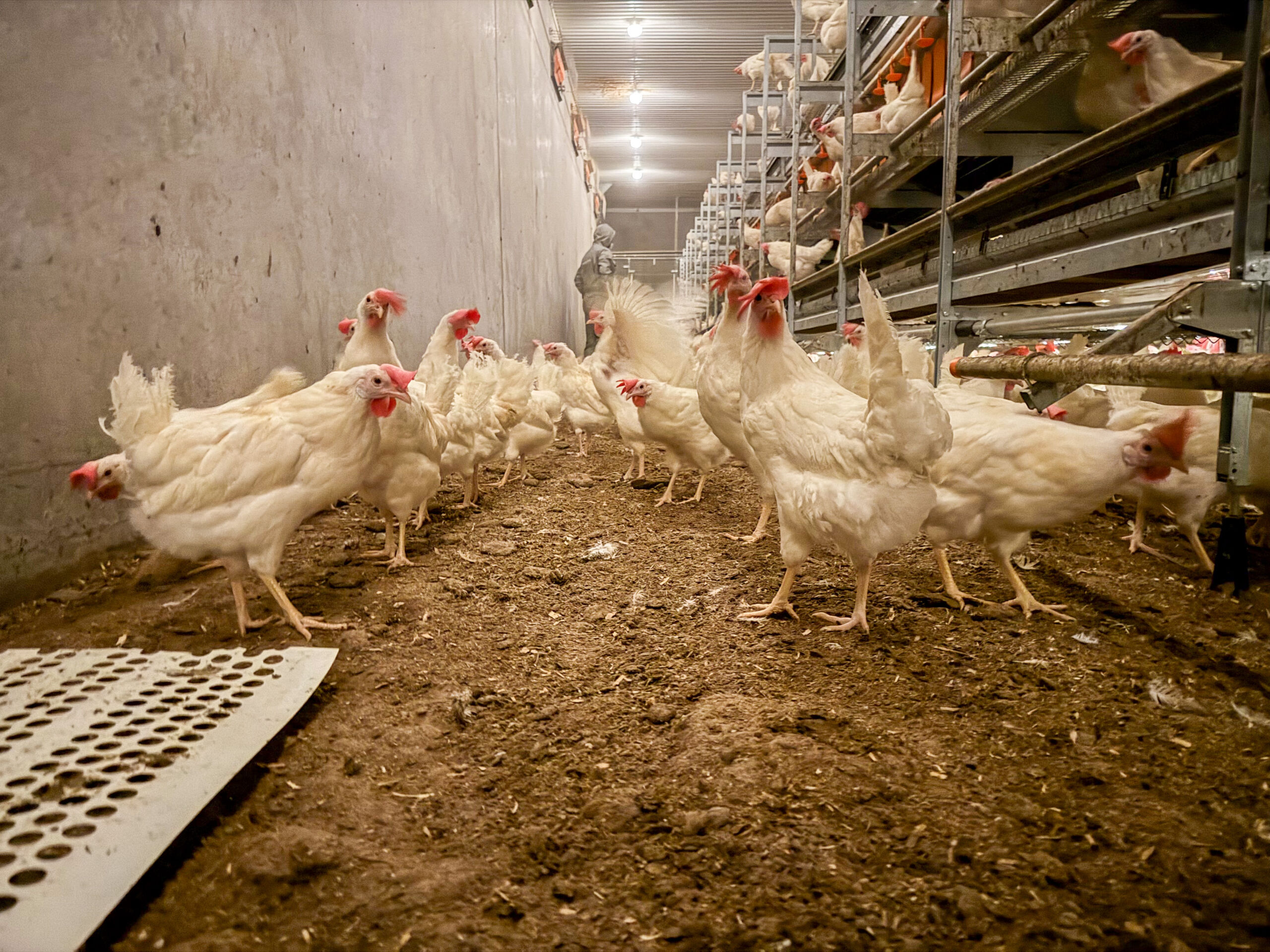 Brekka gård, Vassbygda i Stjørdal. Mars 2025