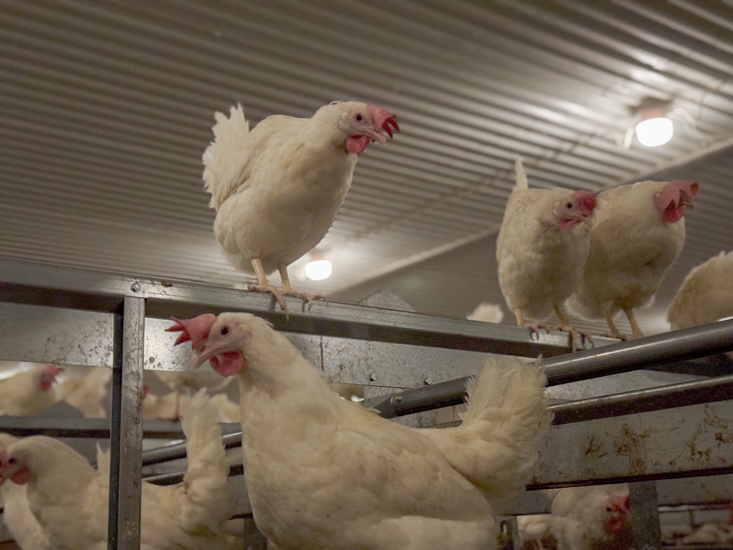 Brekka gård, Vassbygda i Stjørdal. Mars 2025