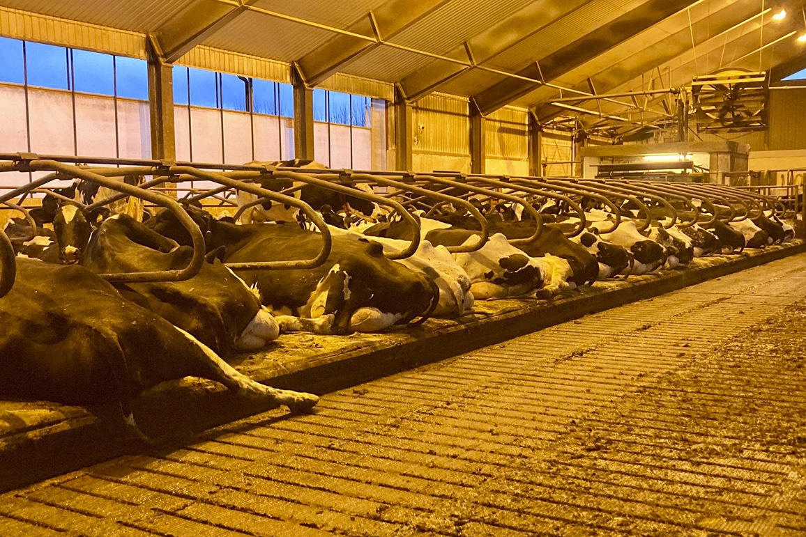 Rolig stemning i melkekufjøset hos Knut Johan Singstad i Kyrksæterøra, Trøndelag. Foto: Knut Johan Singstad, mars 2025