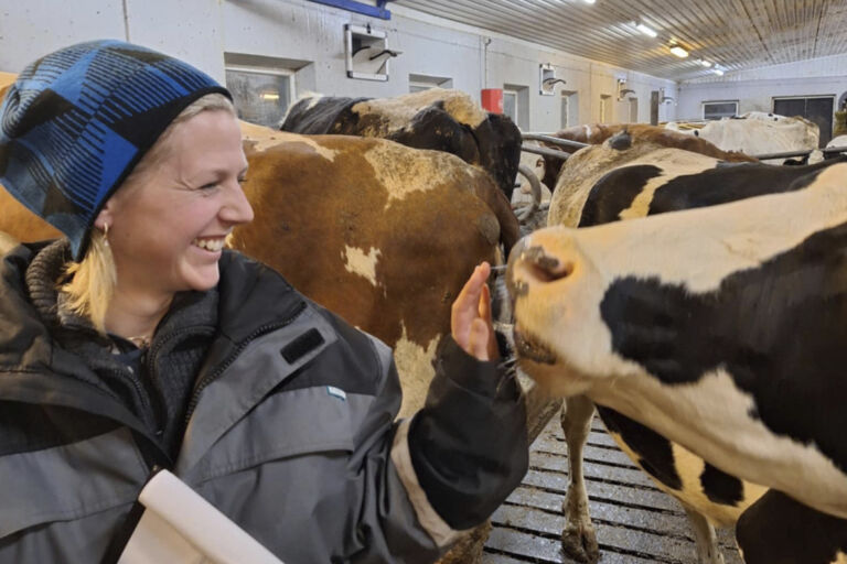 Avlsrådgiver Hanne Varhaug Helland sammen med Holstein kyr i et løsdriftsfjøs. Foto: privat