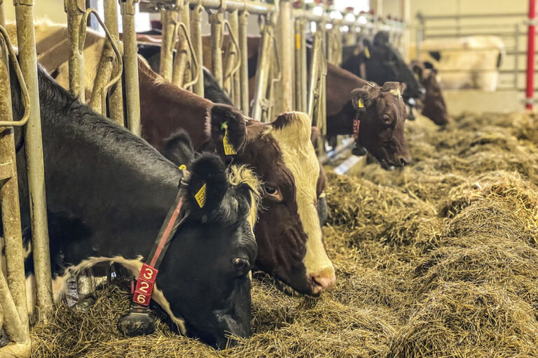 Fôring hos Amund Oden