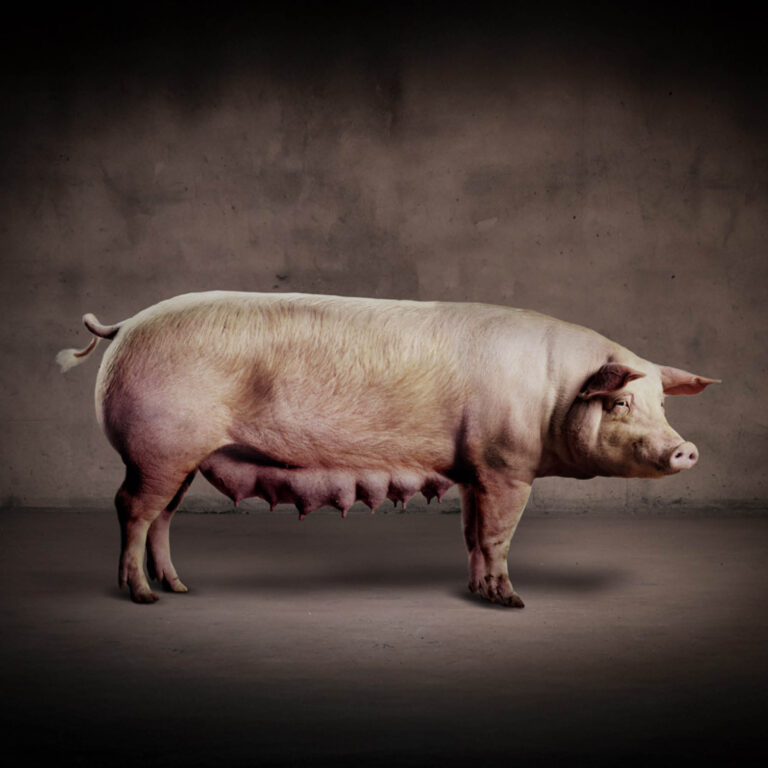 Grisepodden. Grising, Duroc og Hampshire