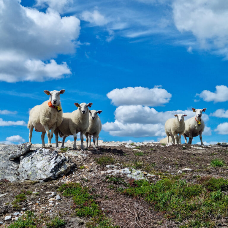 Sau på beite i fjellet. Foto: Anders Konglevoll